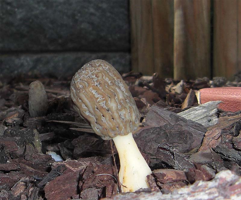 morchella , Natura Mediterraneo | Forum Naturalistico