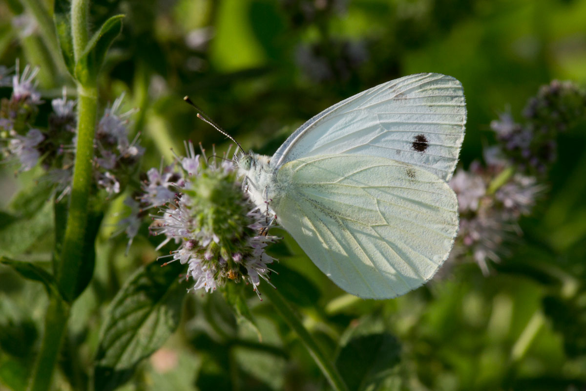 Pieris rapae