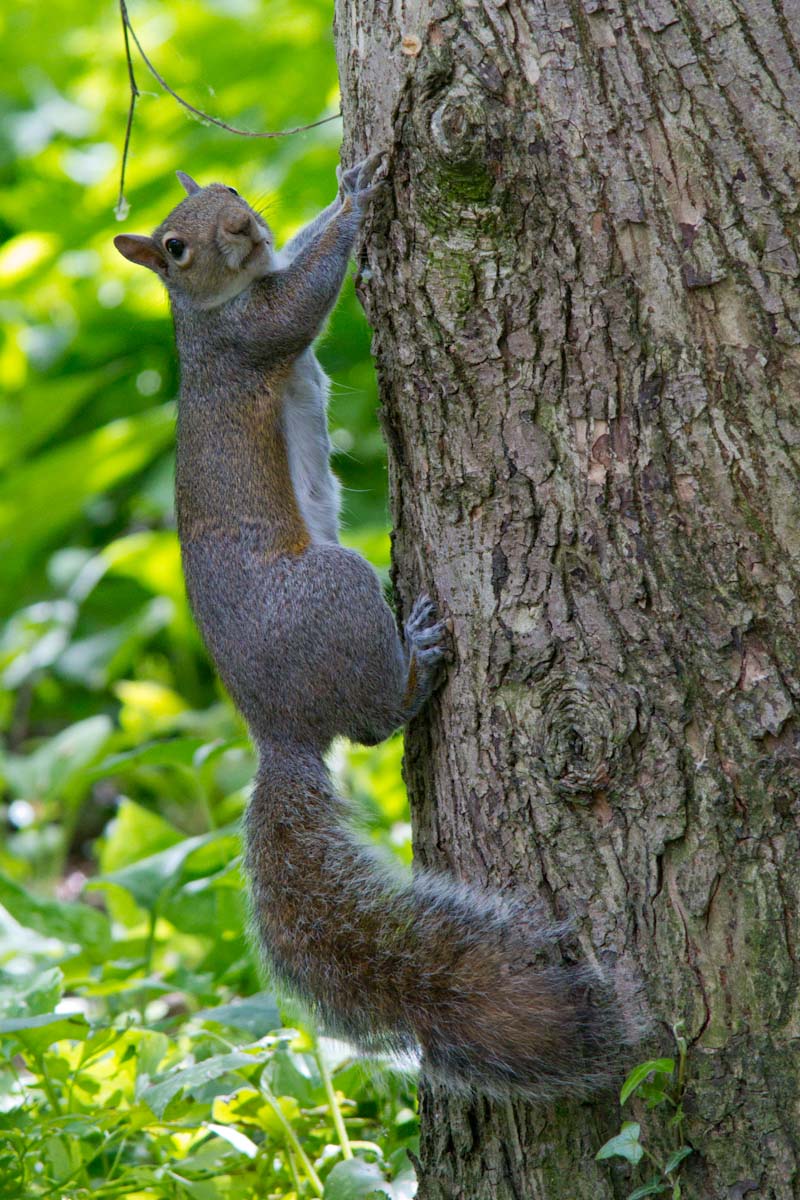 Sciurus carolinensis - Racconigi (CN)