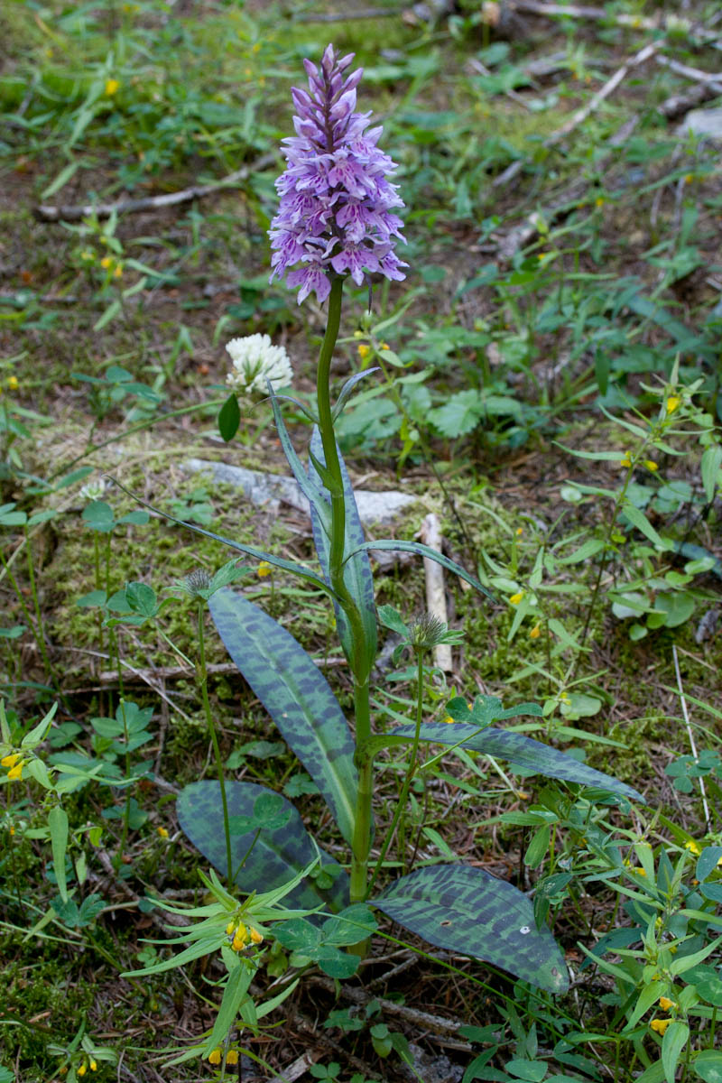 Orchis morio?