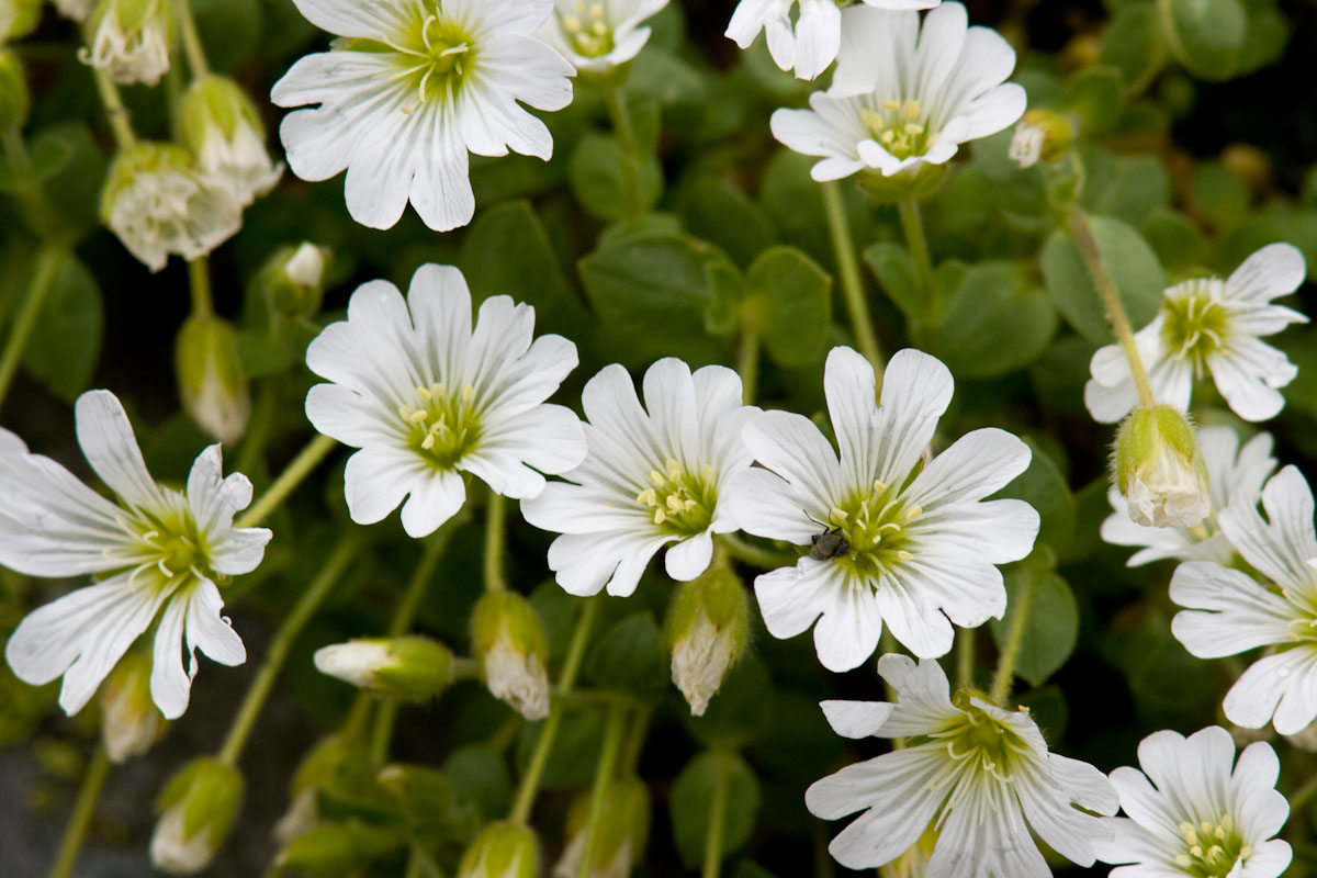 Cerastium uniflorum