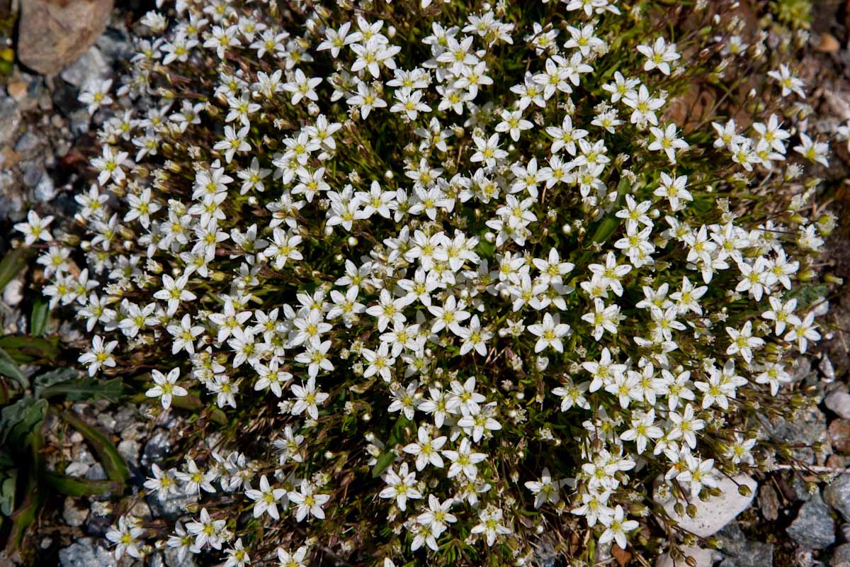 Minuartia verna