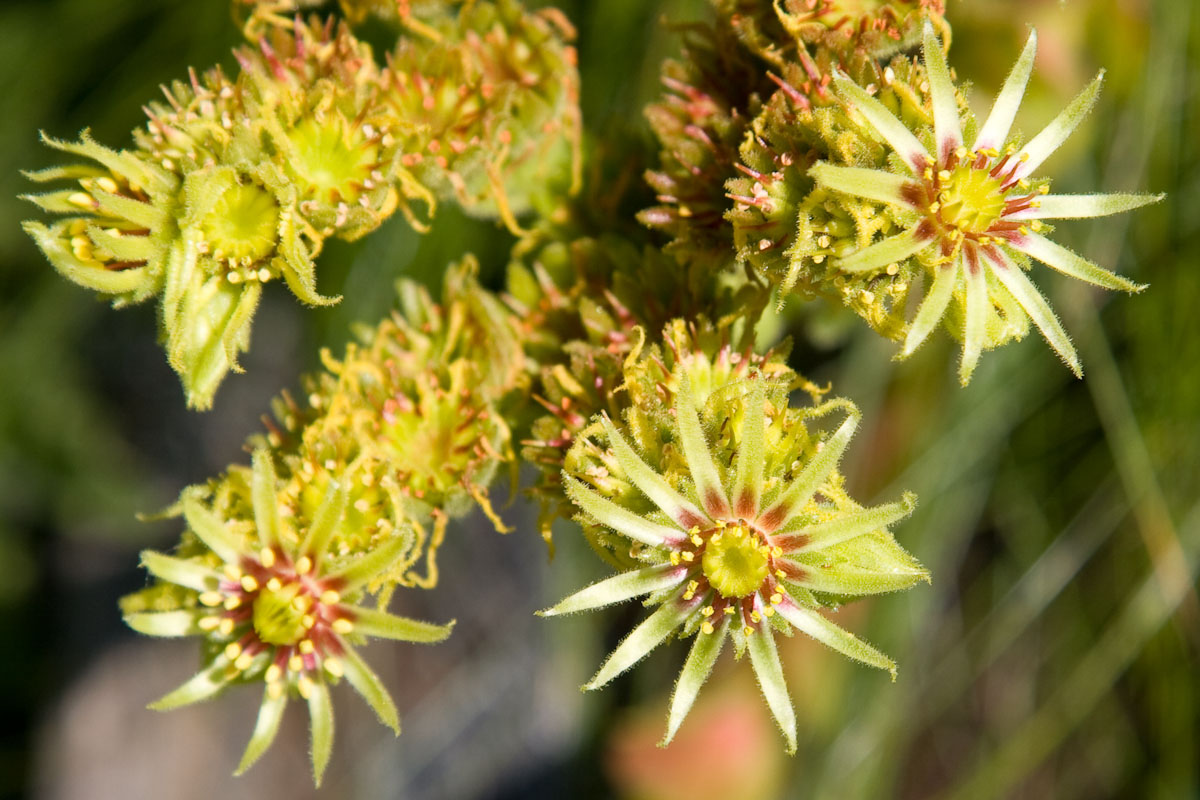 Sempervivum wulfenii?