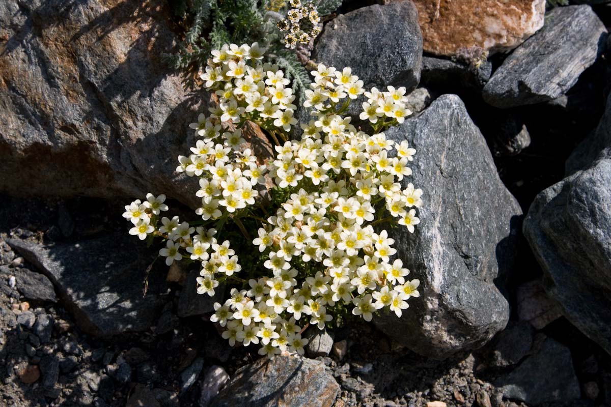 Da determinare - Saxifraga muscoides  ?