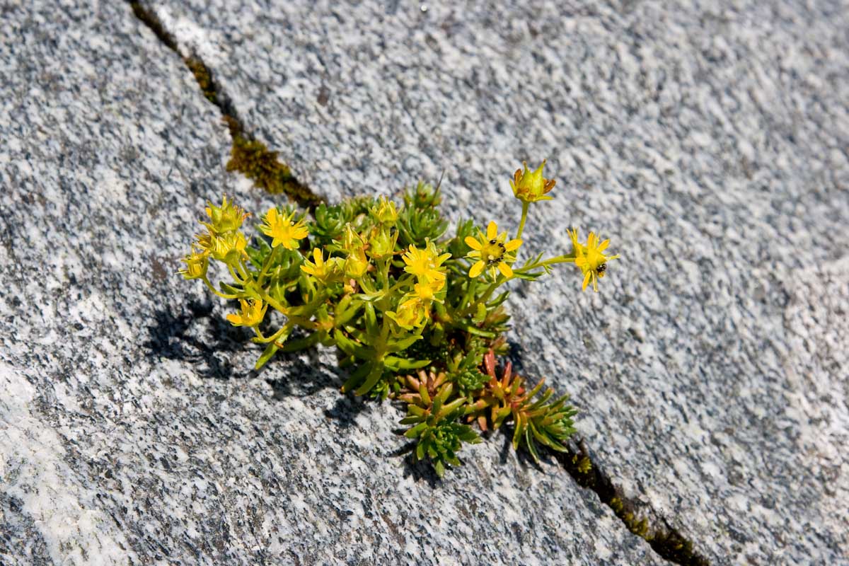 Saxifraga aizoides