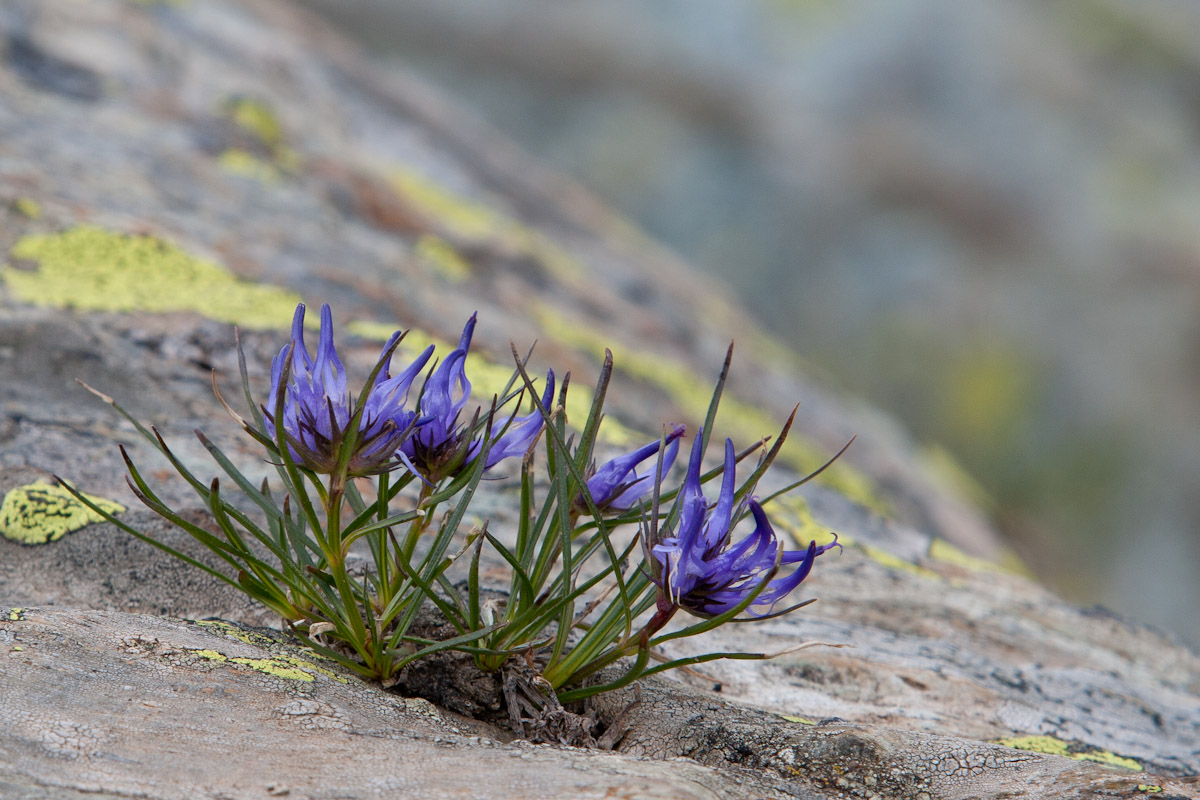 Phyteuma hedraianthifolium / Raponzolo rupestre