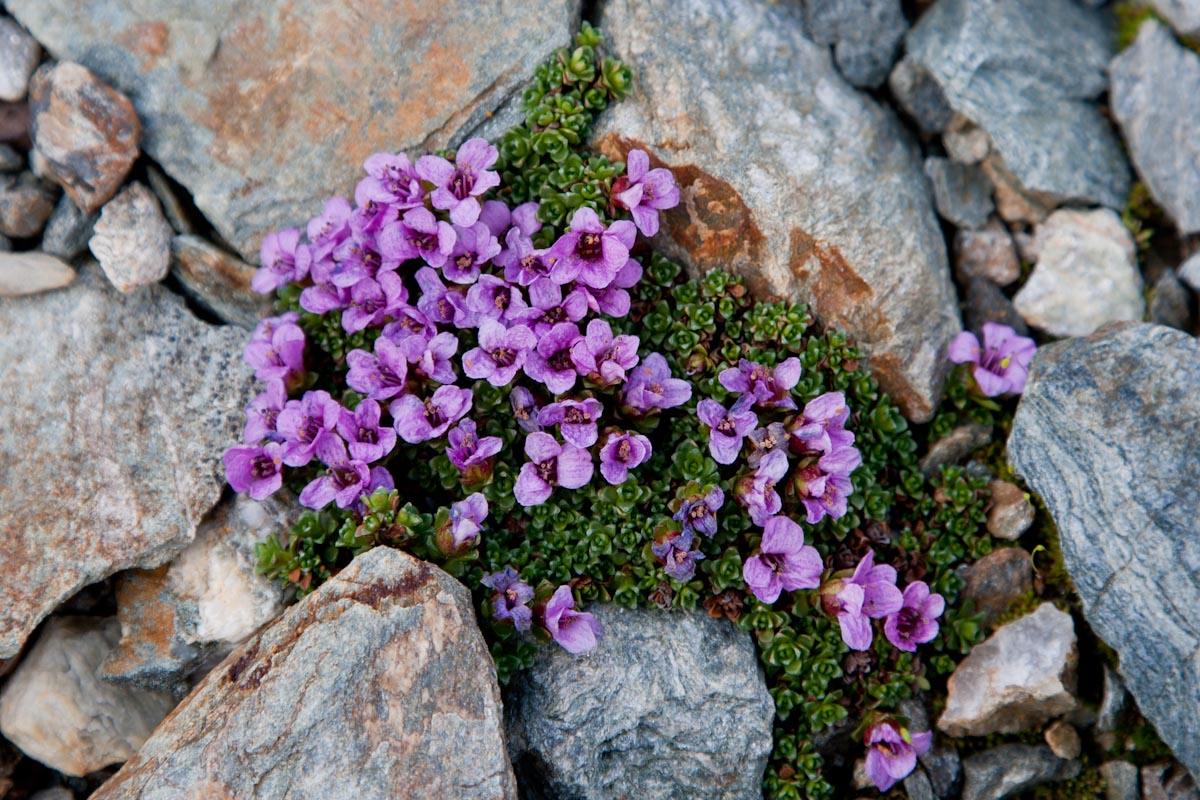 Saxifraga oppositifolia