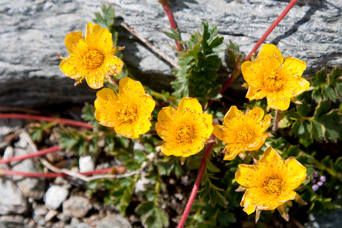 Geum reptans