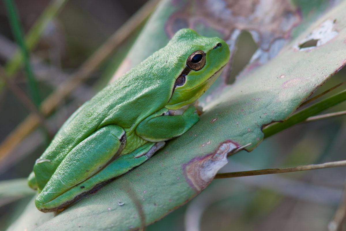 Hyla meridionalis - Raganella mediterranea ?