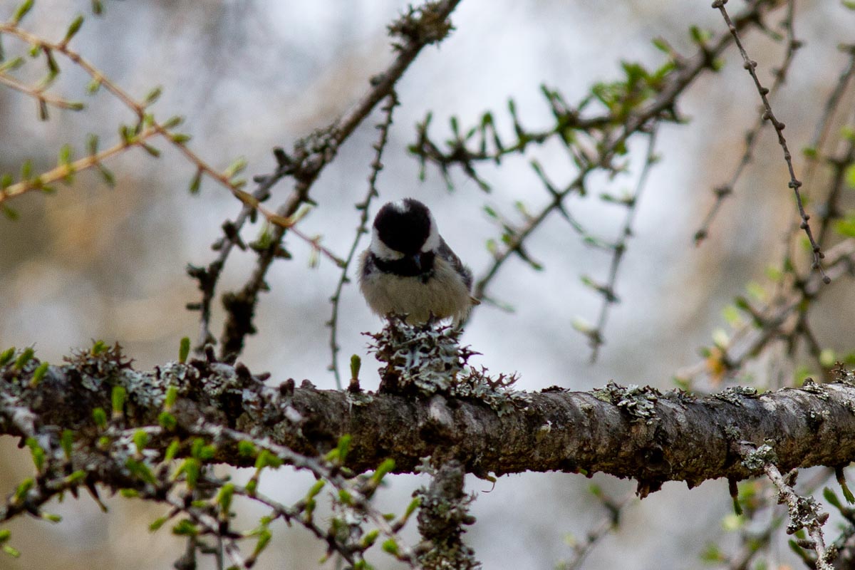 Periparus ater - Cincia Mora