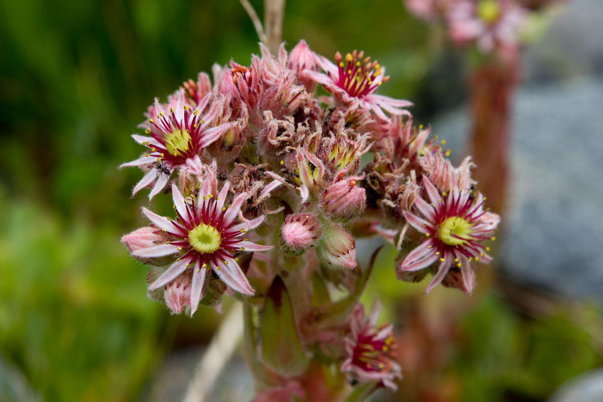 Sempervivum tectorum