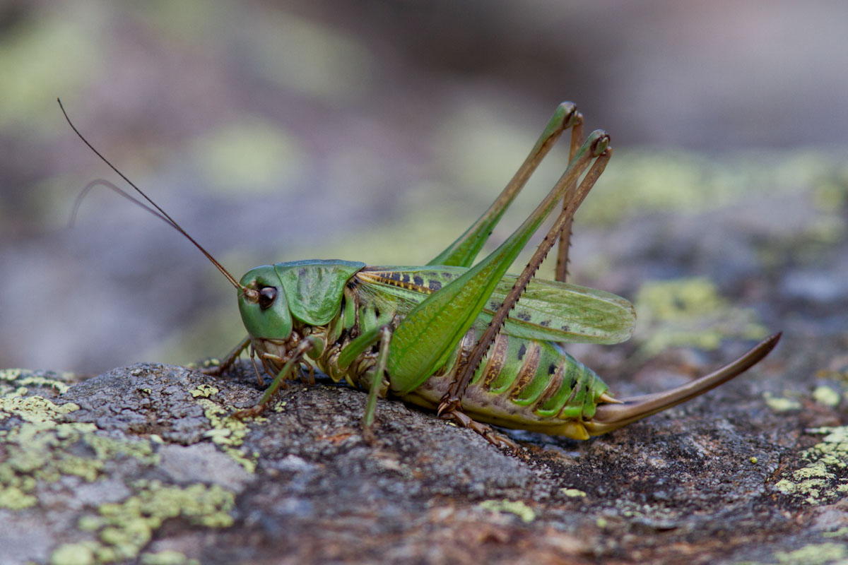 Decticus verrucivorus