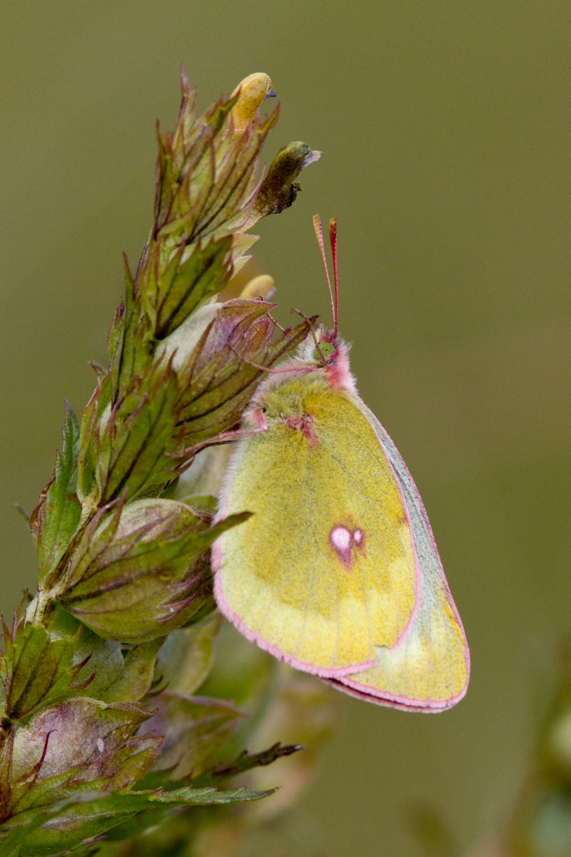 Da determinare - Colias phicomone