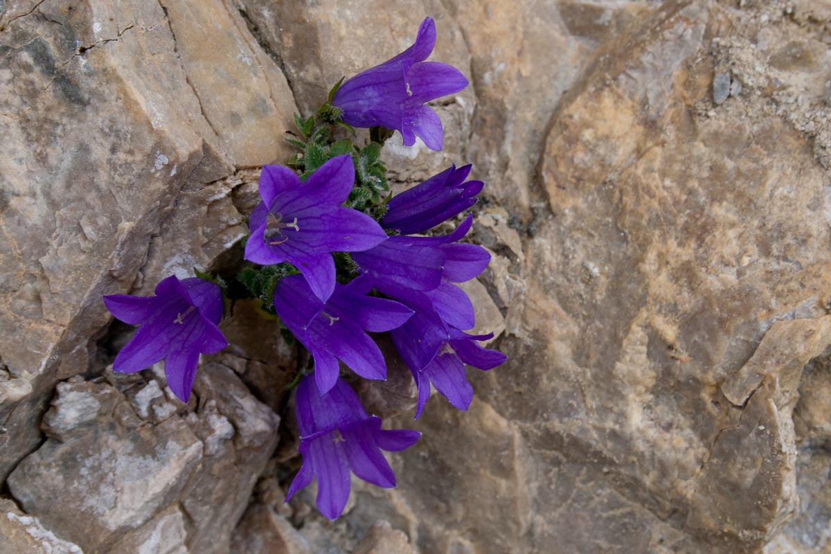 Campanula morettiana / Campanula di Moretti