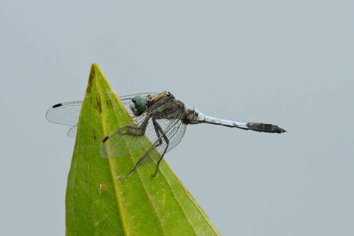 Orthetrum cancellatum ?