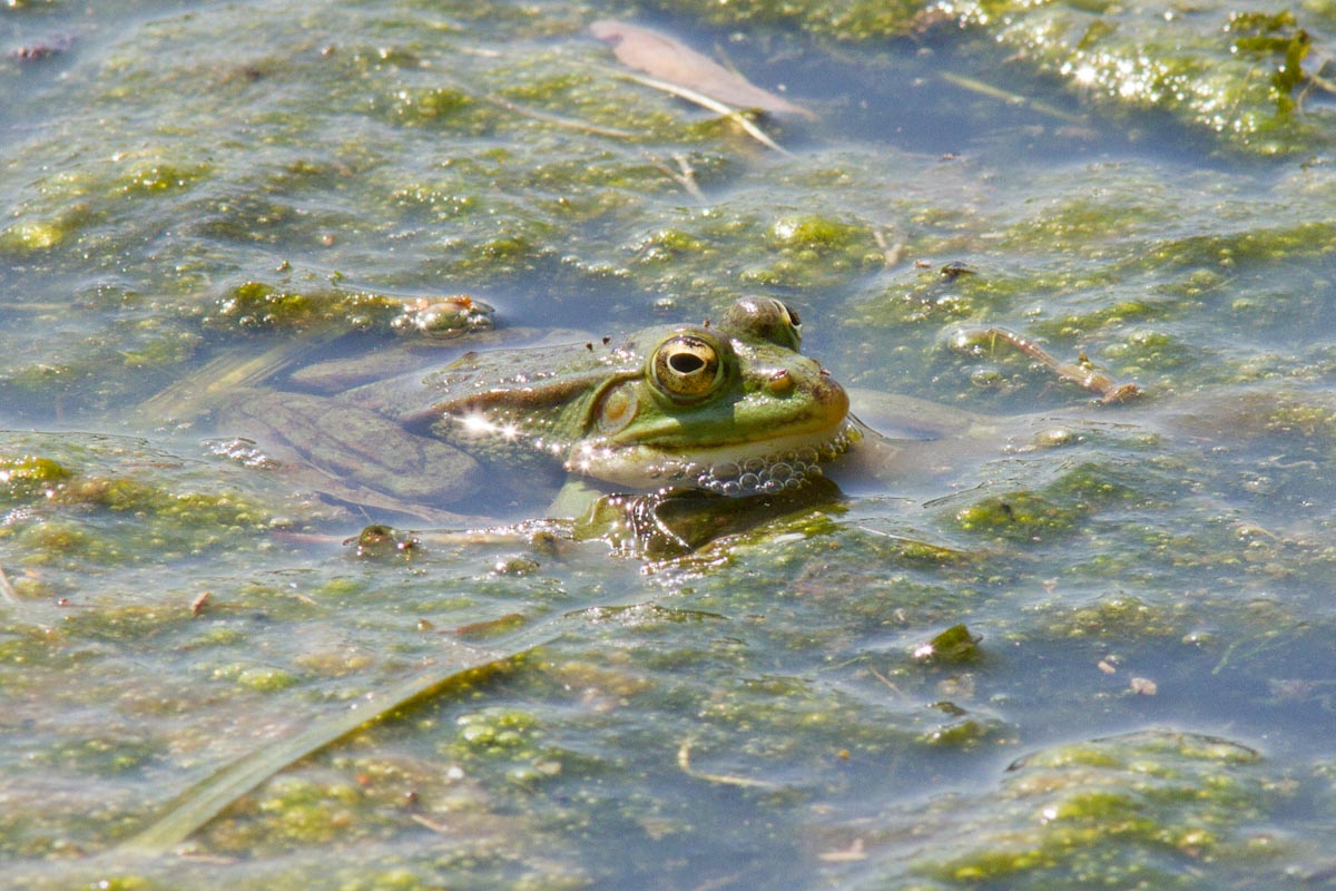 Da identificare - Pelophylax sp. (Lombardia)