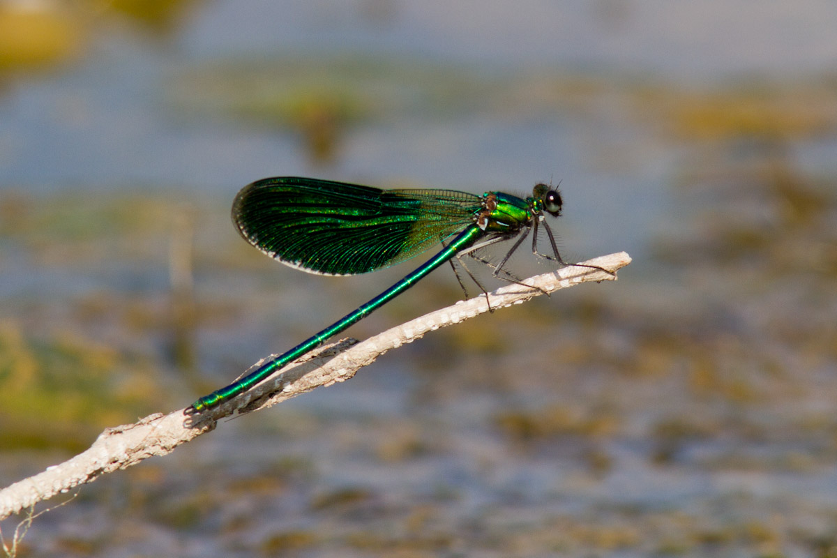 Calopteryx virgo - Femmina ?