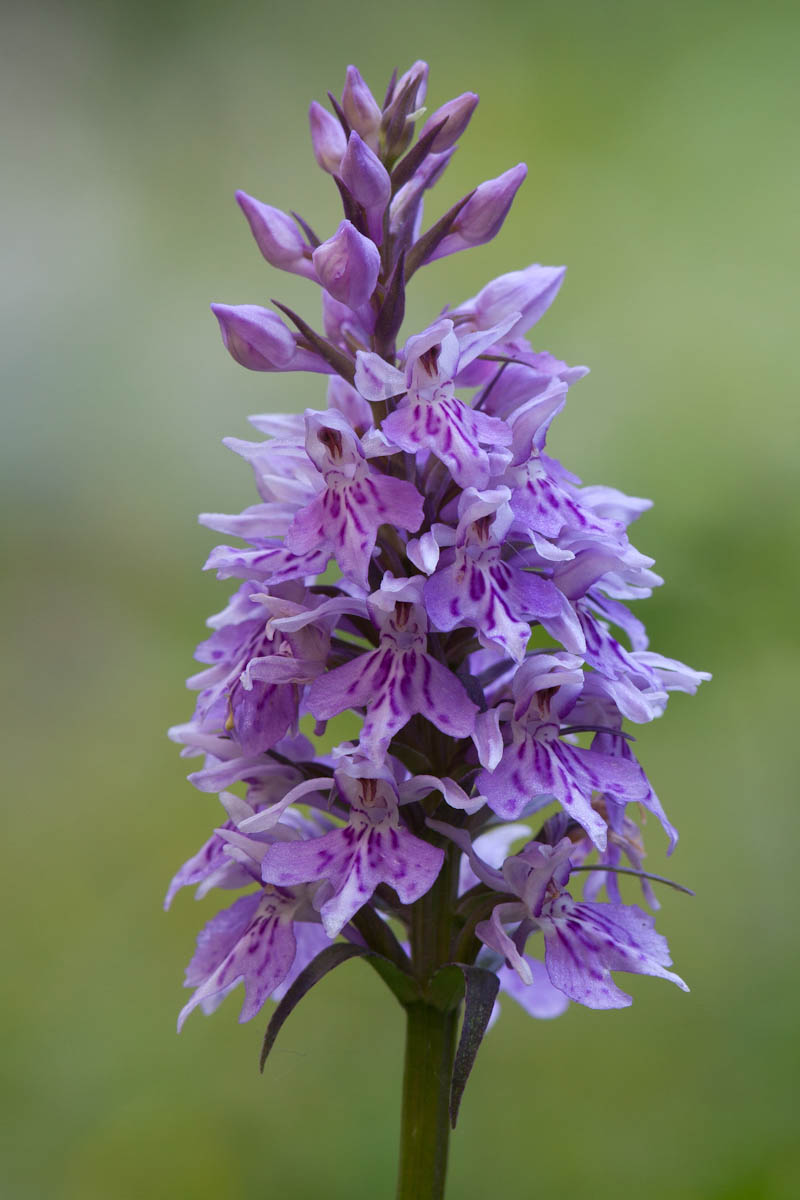 Orchis morio?