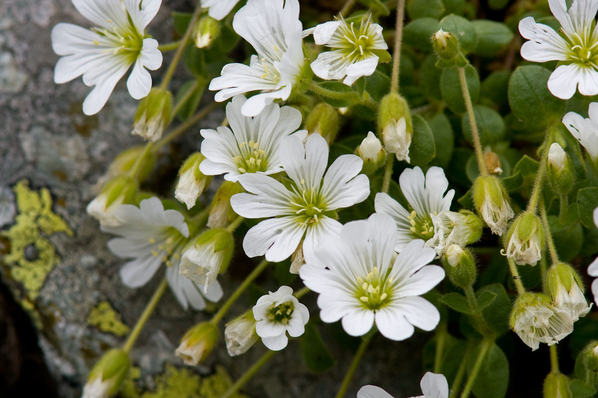 Cerastium uniflorum