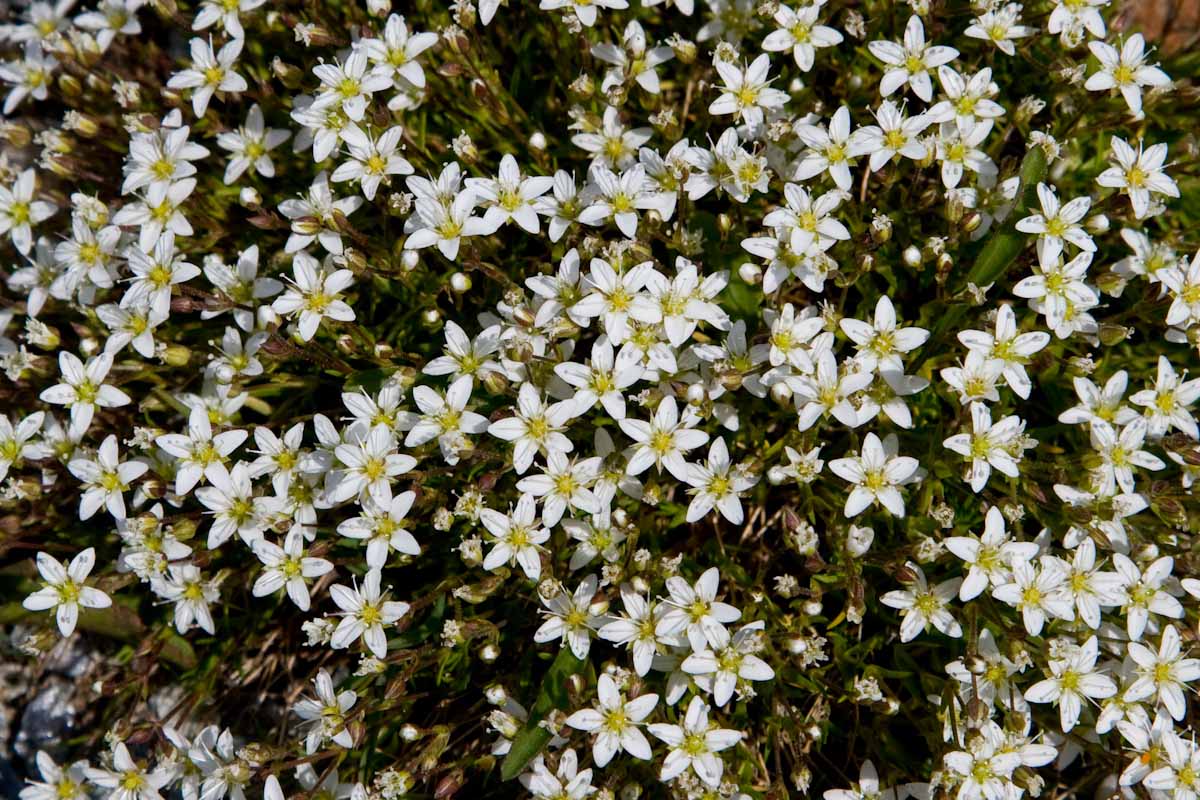 Minuartia verna