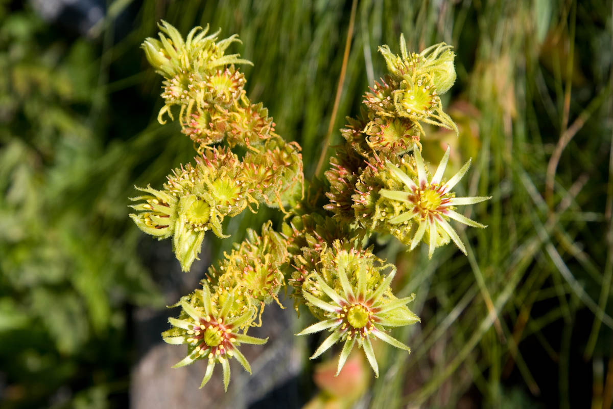 Sempervivum wulfenii?