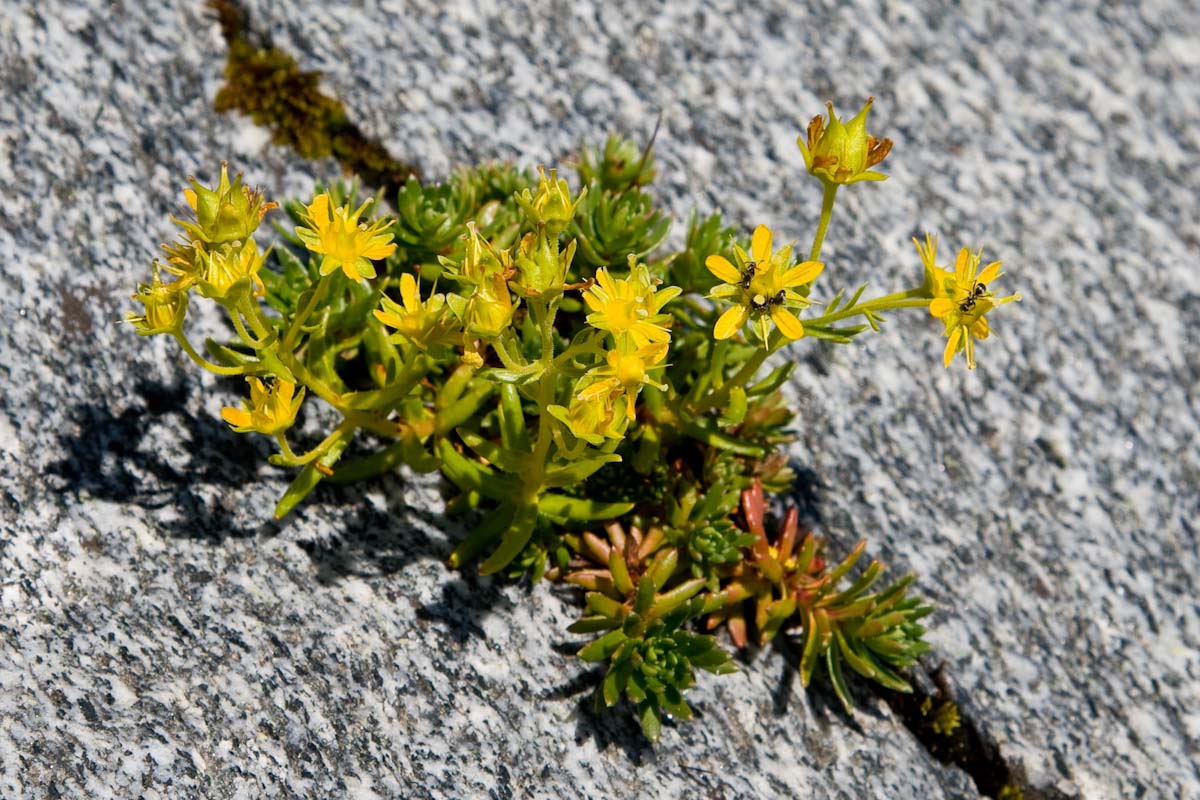 Saxifraga aizoides