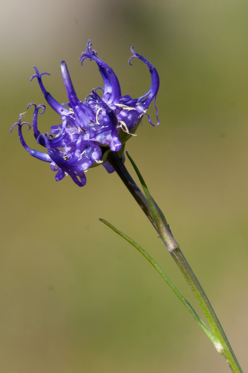 Phyteuma hedraianthifolium / Raponzolo rupestre