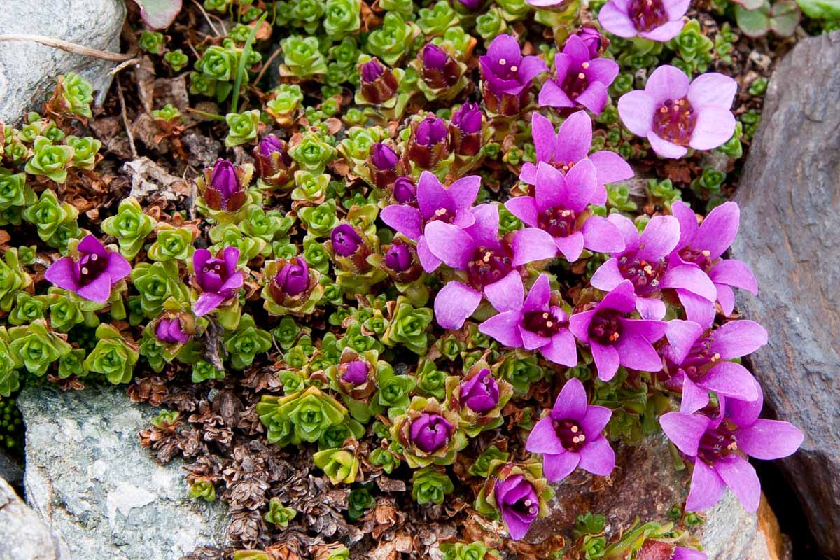 Saxifraga oppositifolia