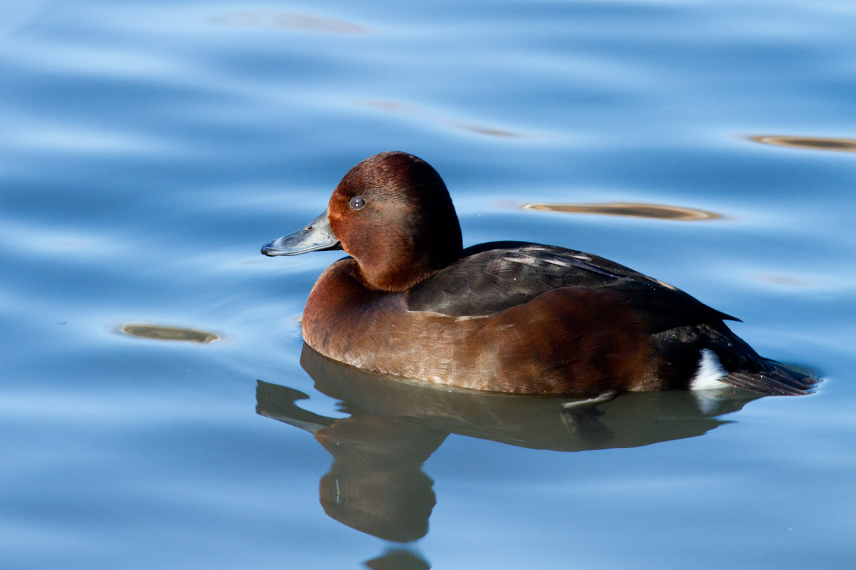 Aythya nyroca - Moretta tabaccata