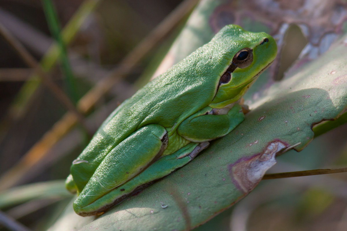 Hyla meridionalis - Raganella mediterranea ?