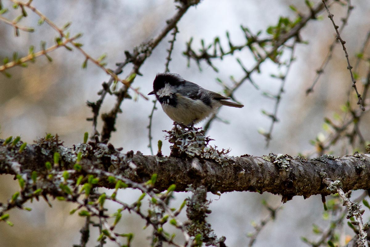 Periparus ater - Cincia Mora