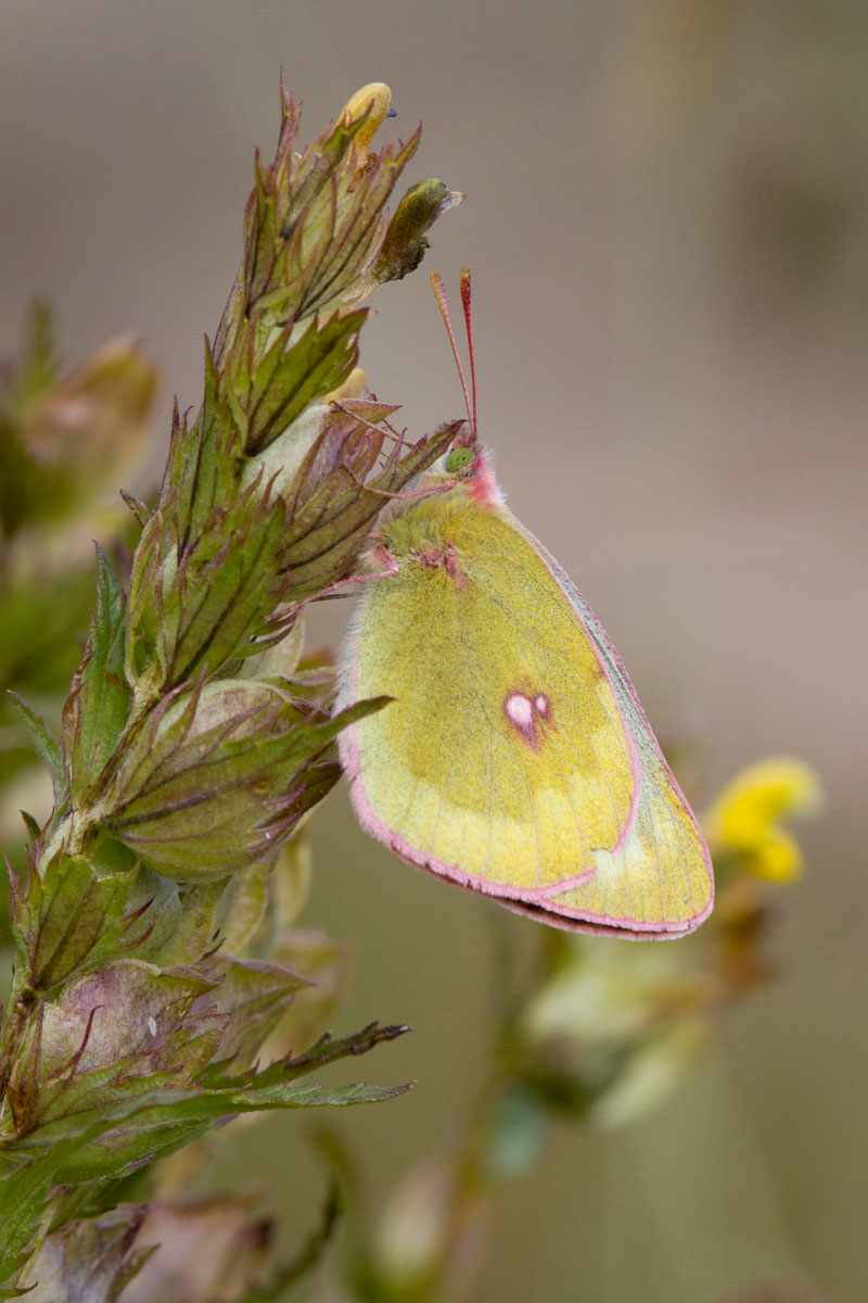 Da determinare - Colias phicomone