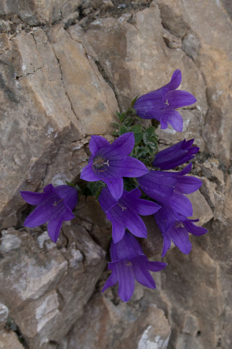 Campanula morettiana / Campanula di Moretti