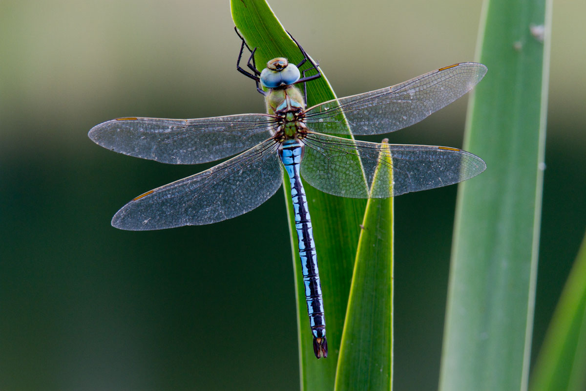 Anax imperator ?