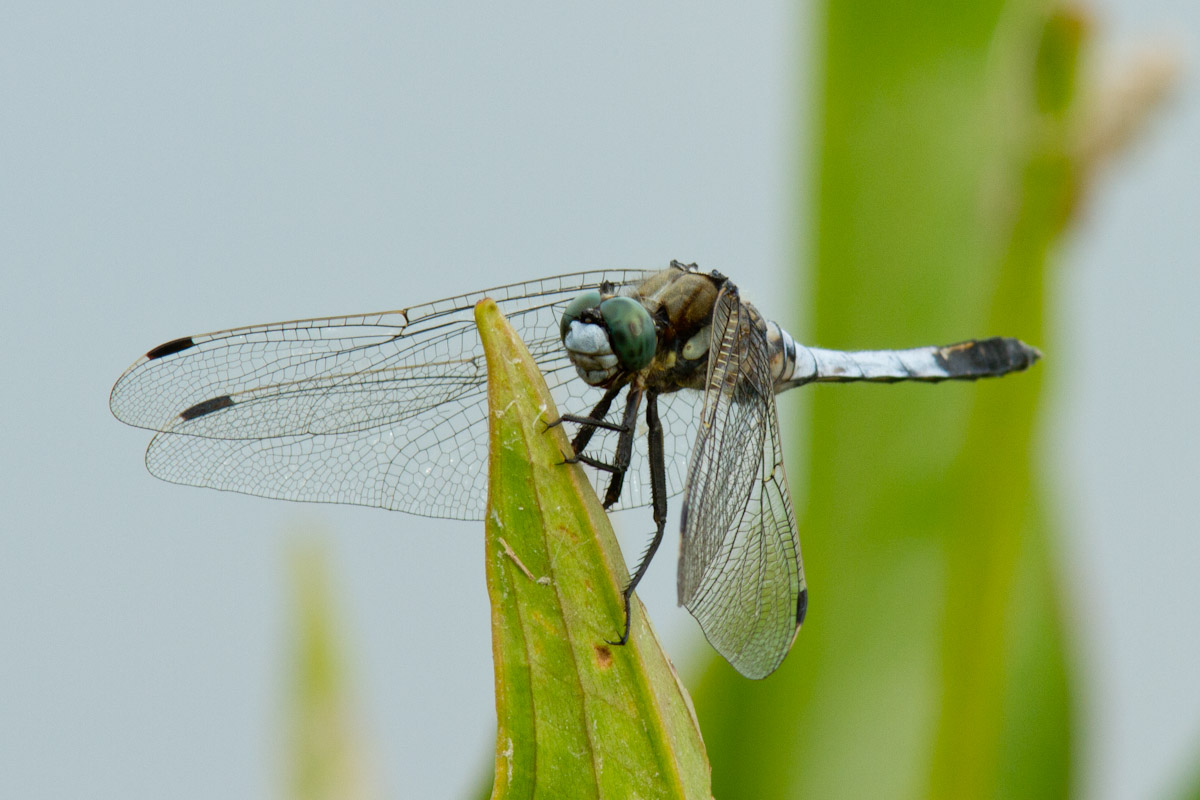 Orthetrum cancellatum ?