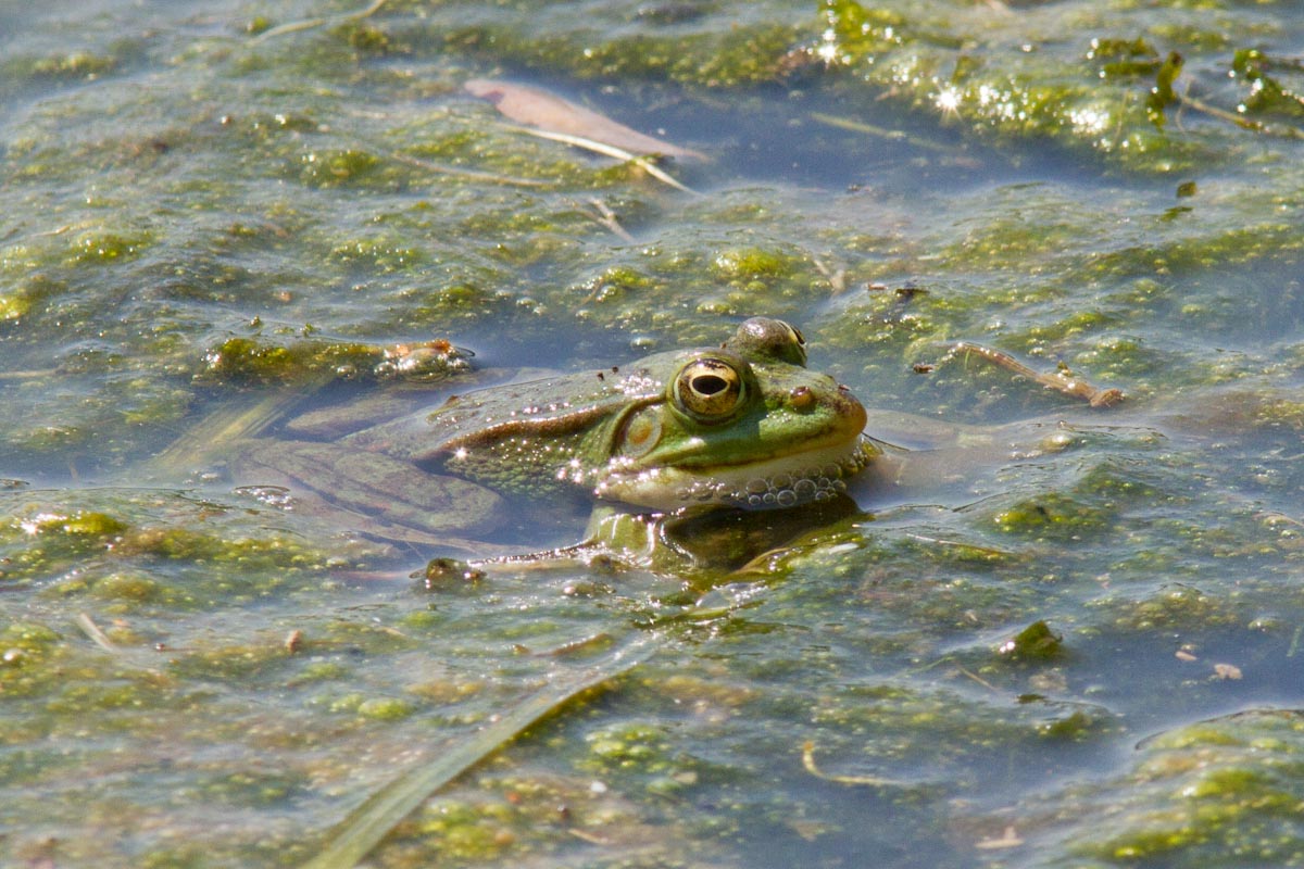 Da identificare - Pelophylax sp. (Lombardia)