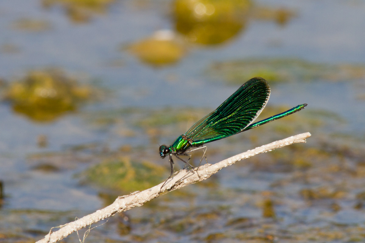 Calopteryx virgo - Femmina ?