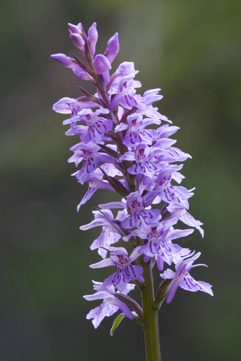 Orchis morio?