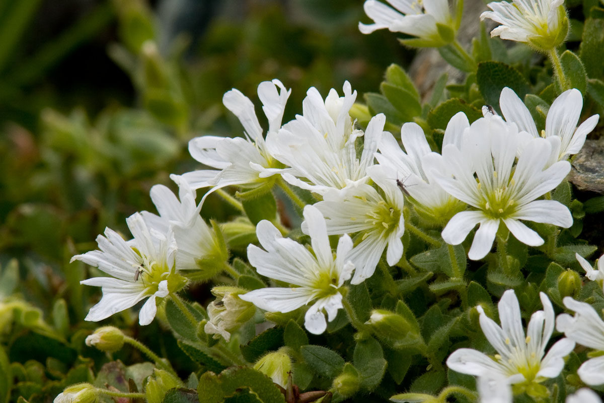 Cerastium uniflorum