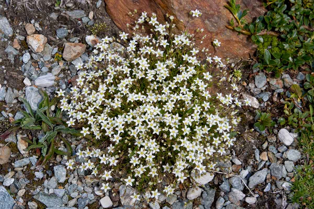 Minuartia verna