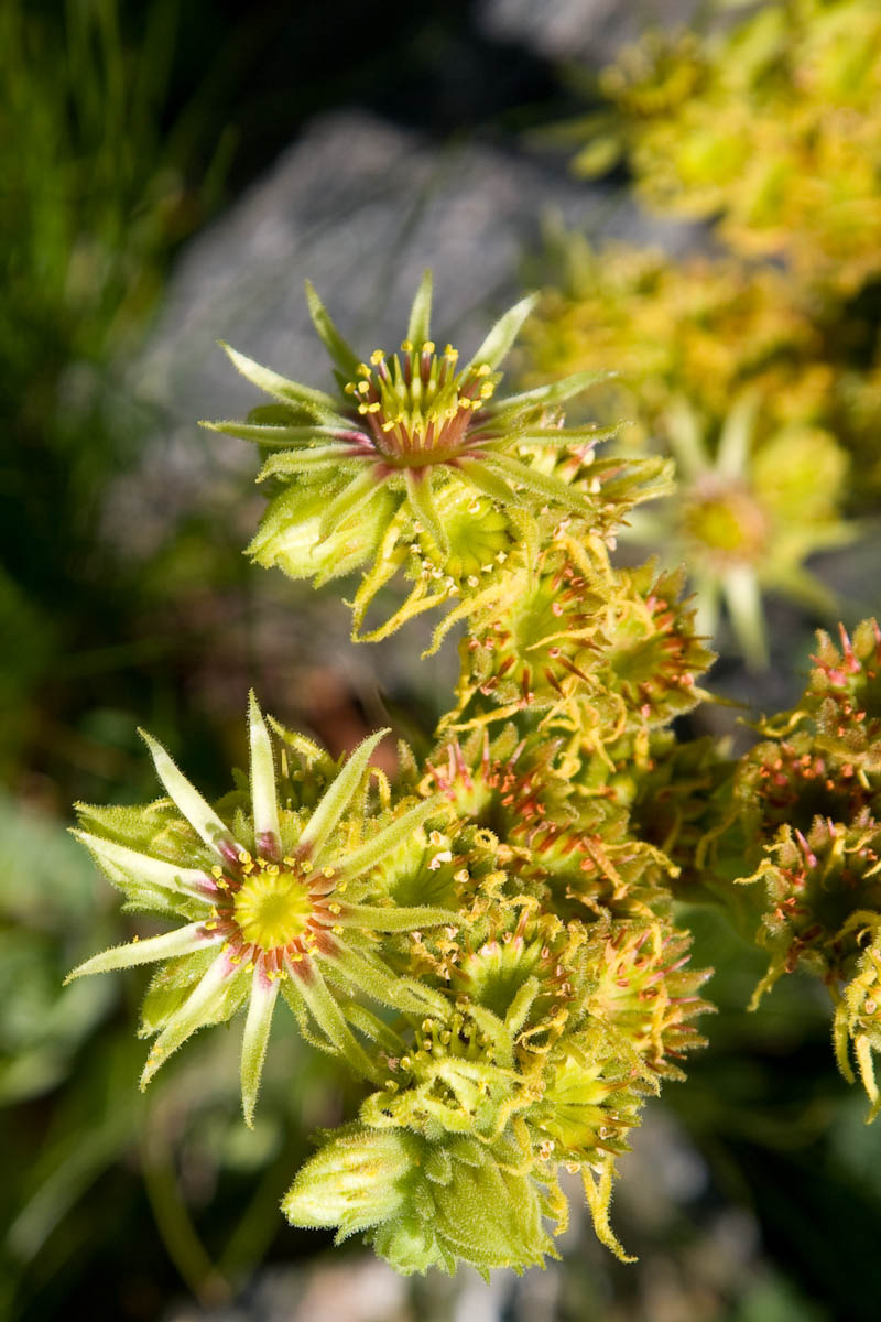 Sempervivum wulfenii?