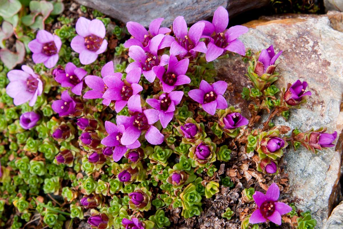 Saxifraga oppositifolia