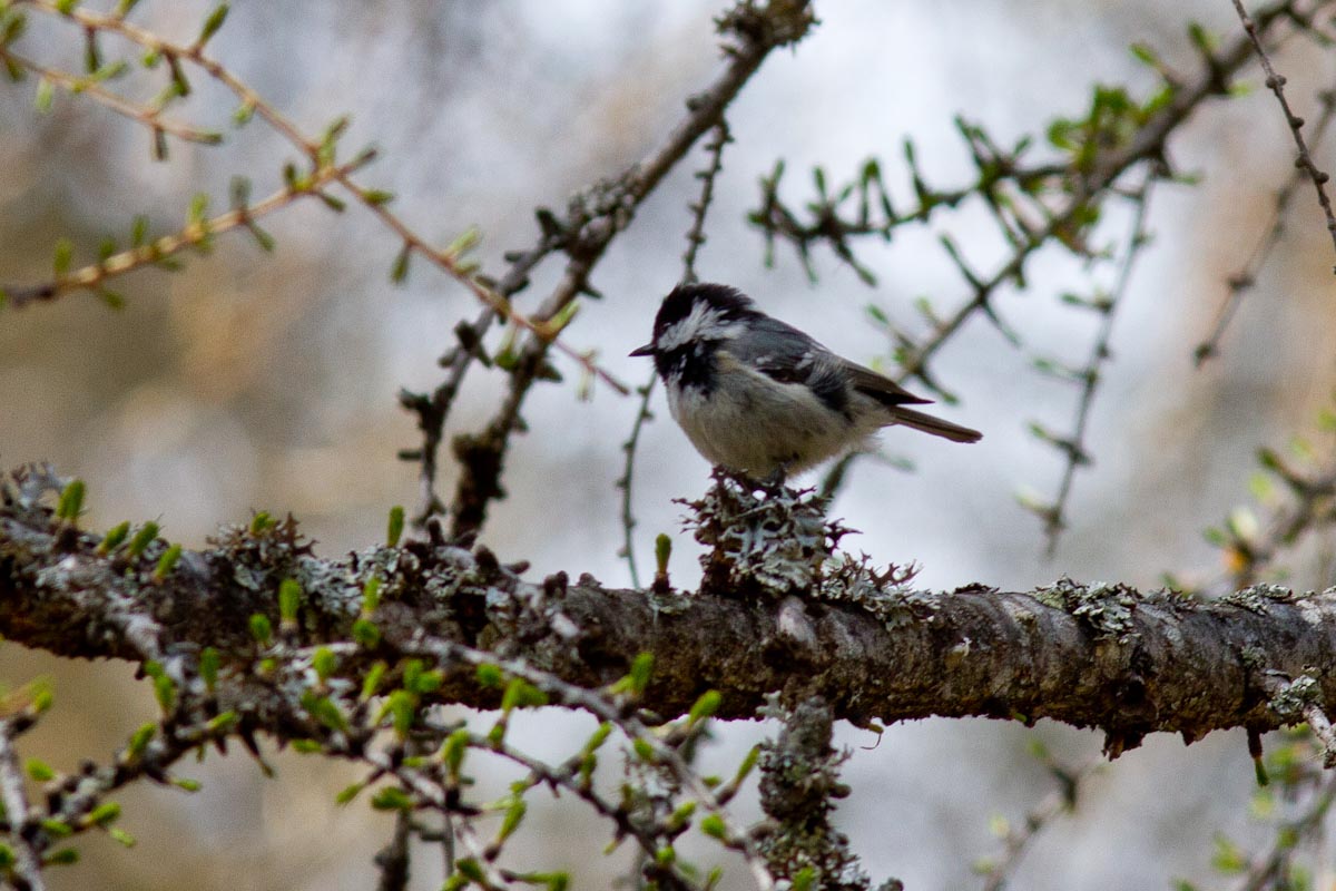 Periparus ater - Cincia Mora