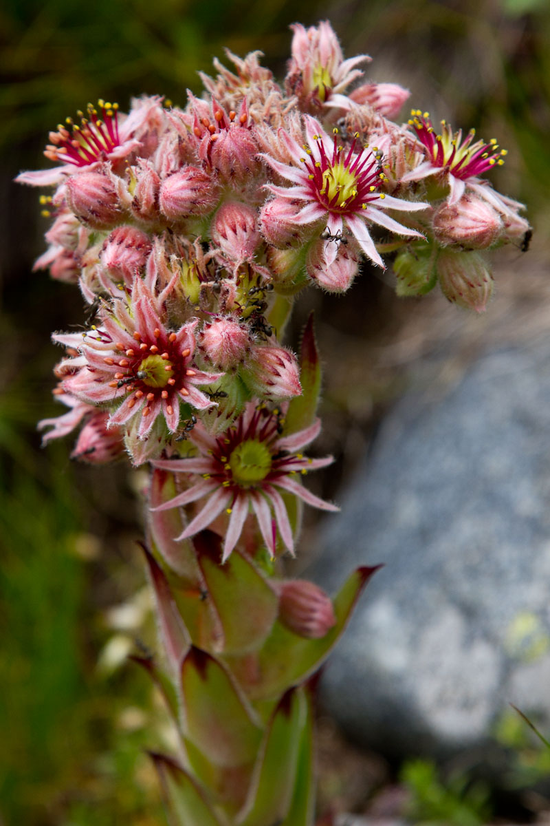 Sempervivum tectorum