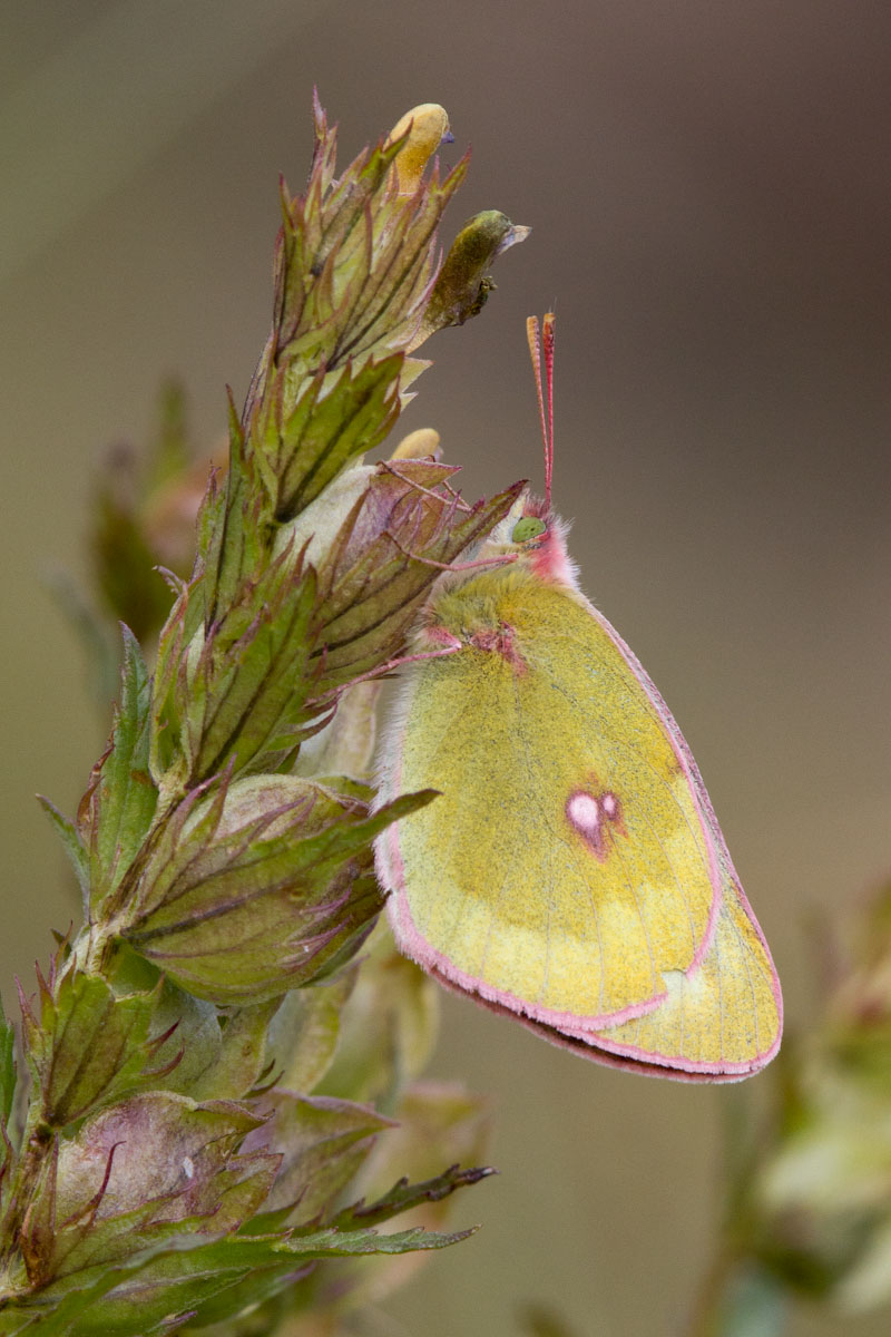 Da determinare - Colias phicomone