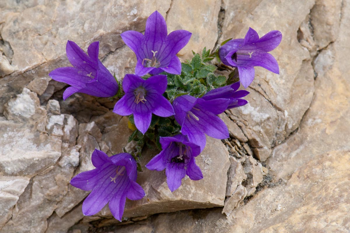 Campanula morettiana / Campanula di Moretti