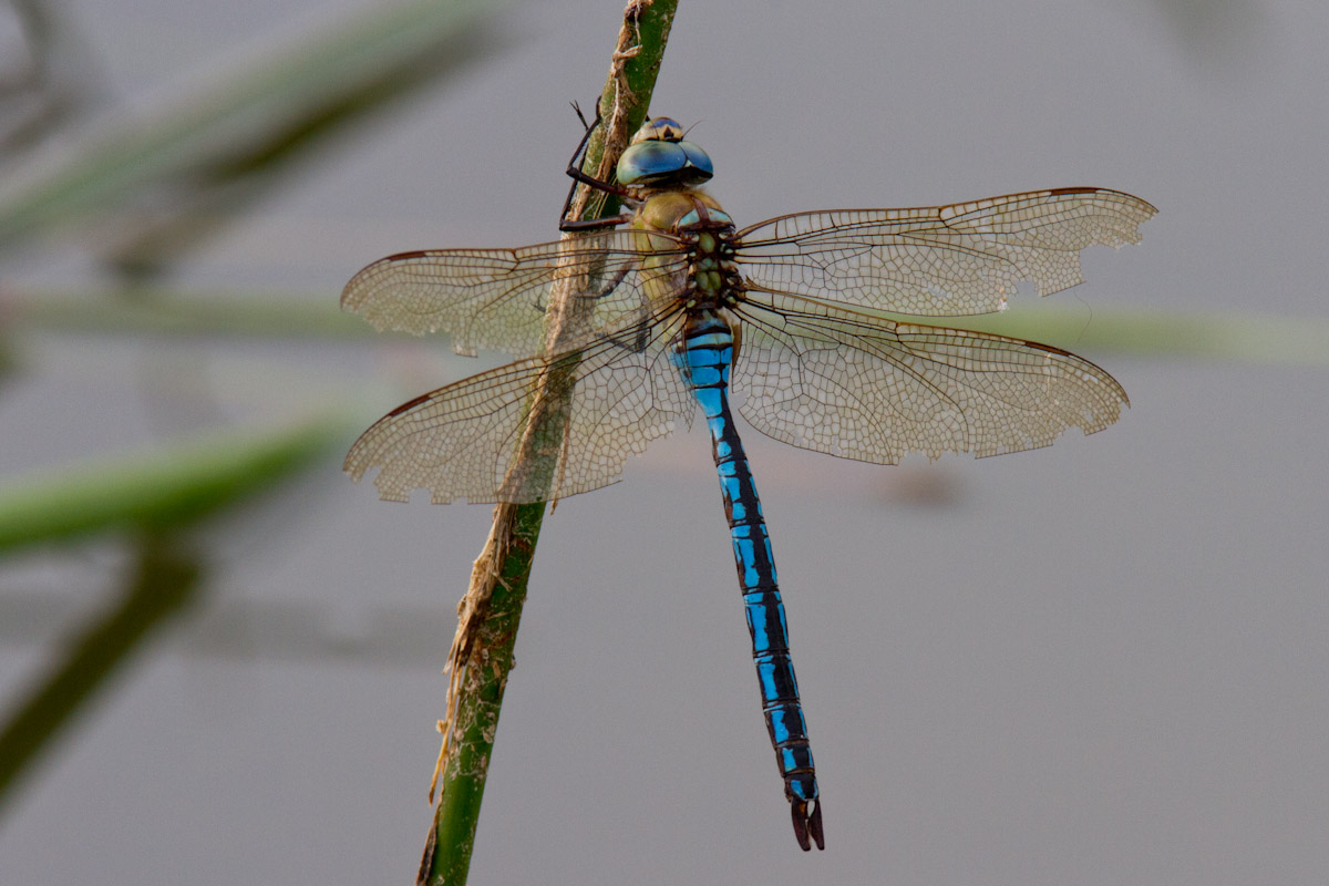 Anax imperator ?