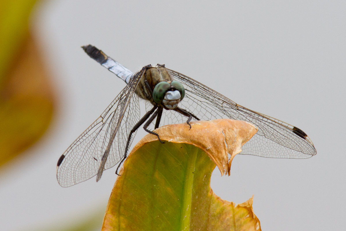 Orthetrum cancellatum ?