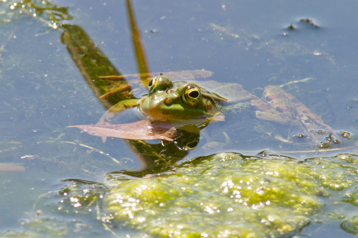 Da identificare - Pelophylax sp. (Lombardia)