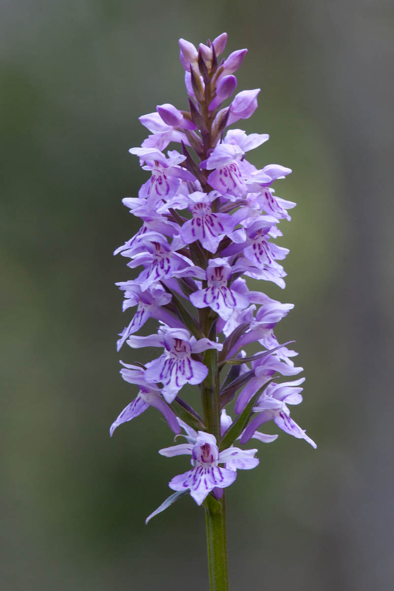 Orchis morio?